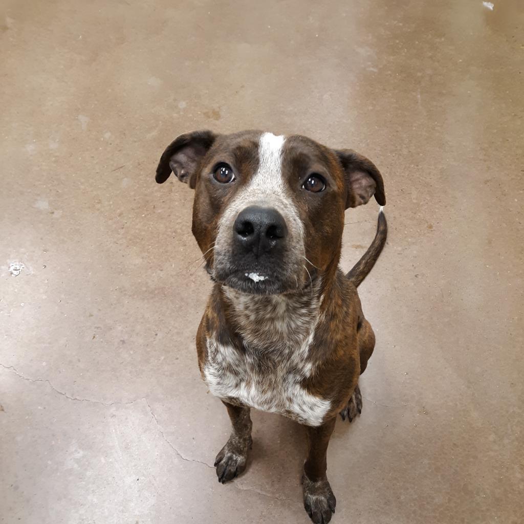 Maximus
