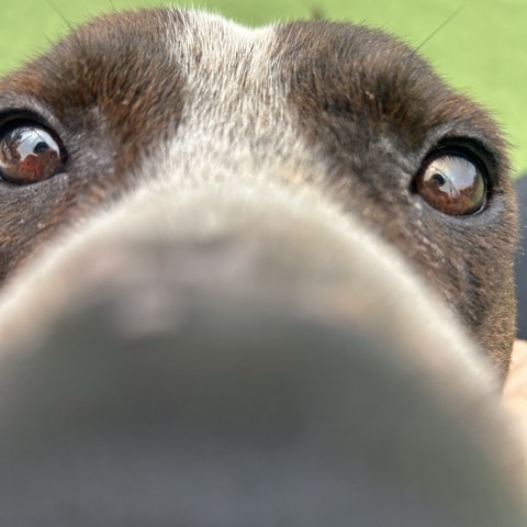 Maximus