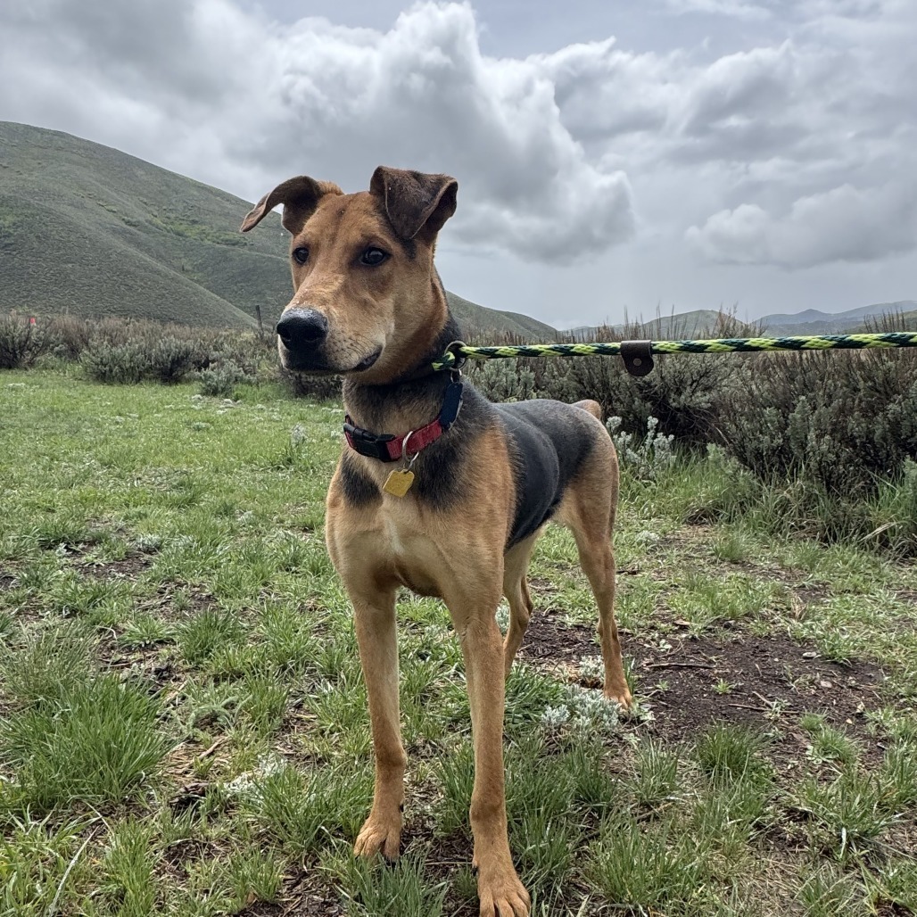 Loki, an adoptable Mixed Breed in Hailey, ID, 83333 | Photo Image 1