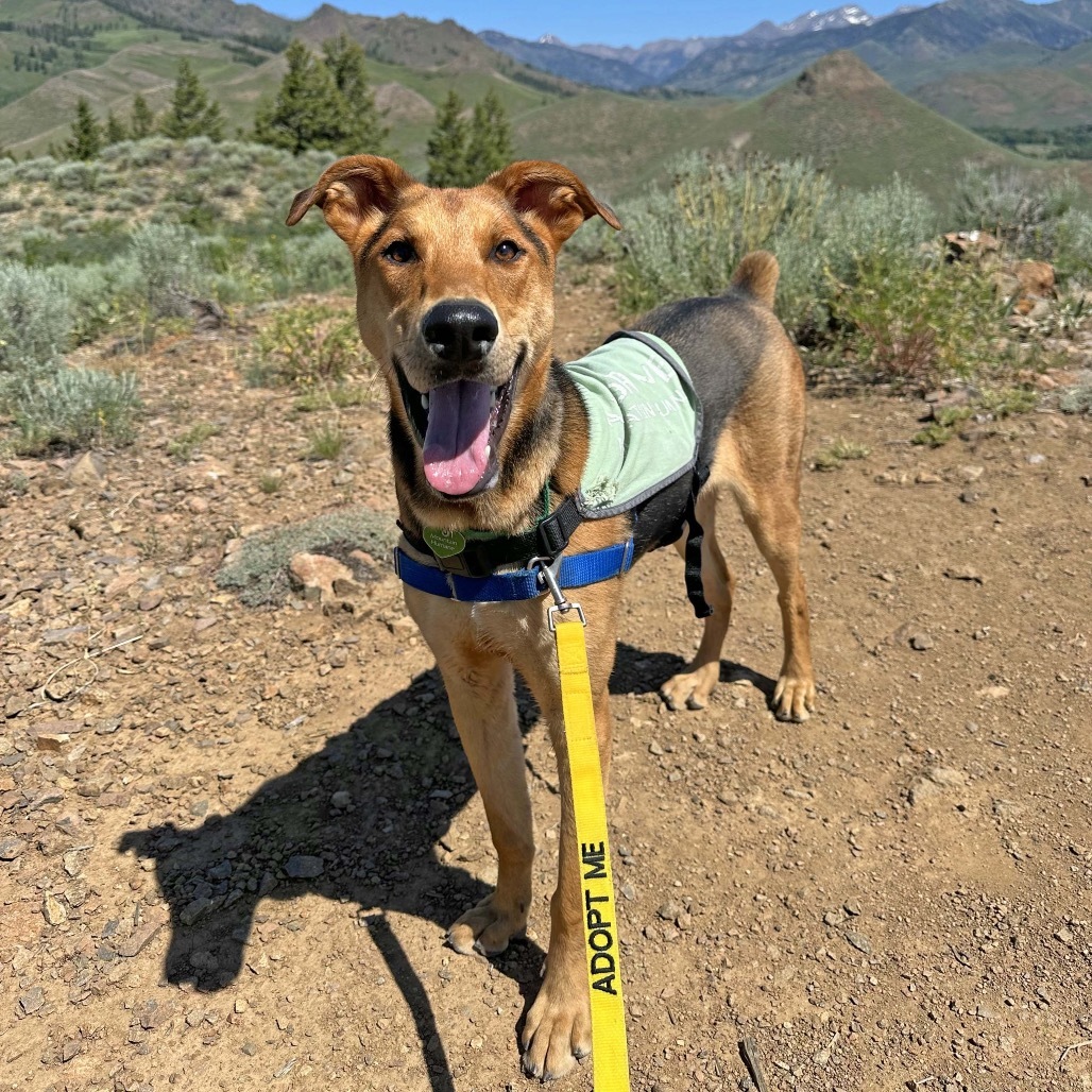 Loki, an adoptable Mixed Breed in Hailey, ID, 83333 | Photo Image 1