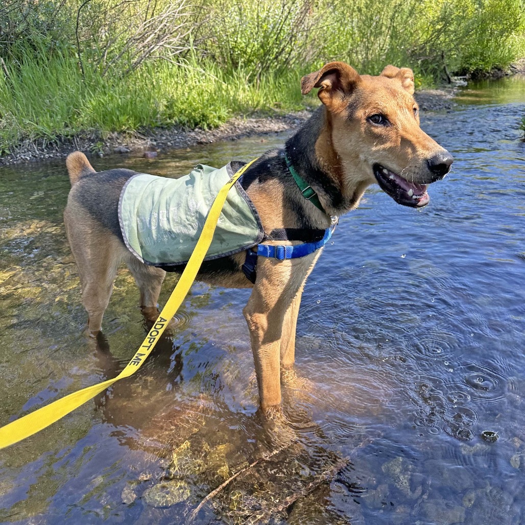 Loki, an adoptable Mixed Breed in Hailey, ID, 83333 | Photo Image 3