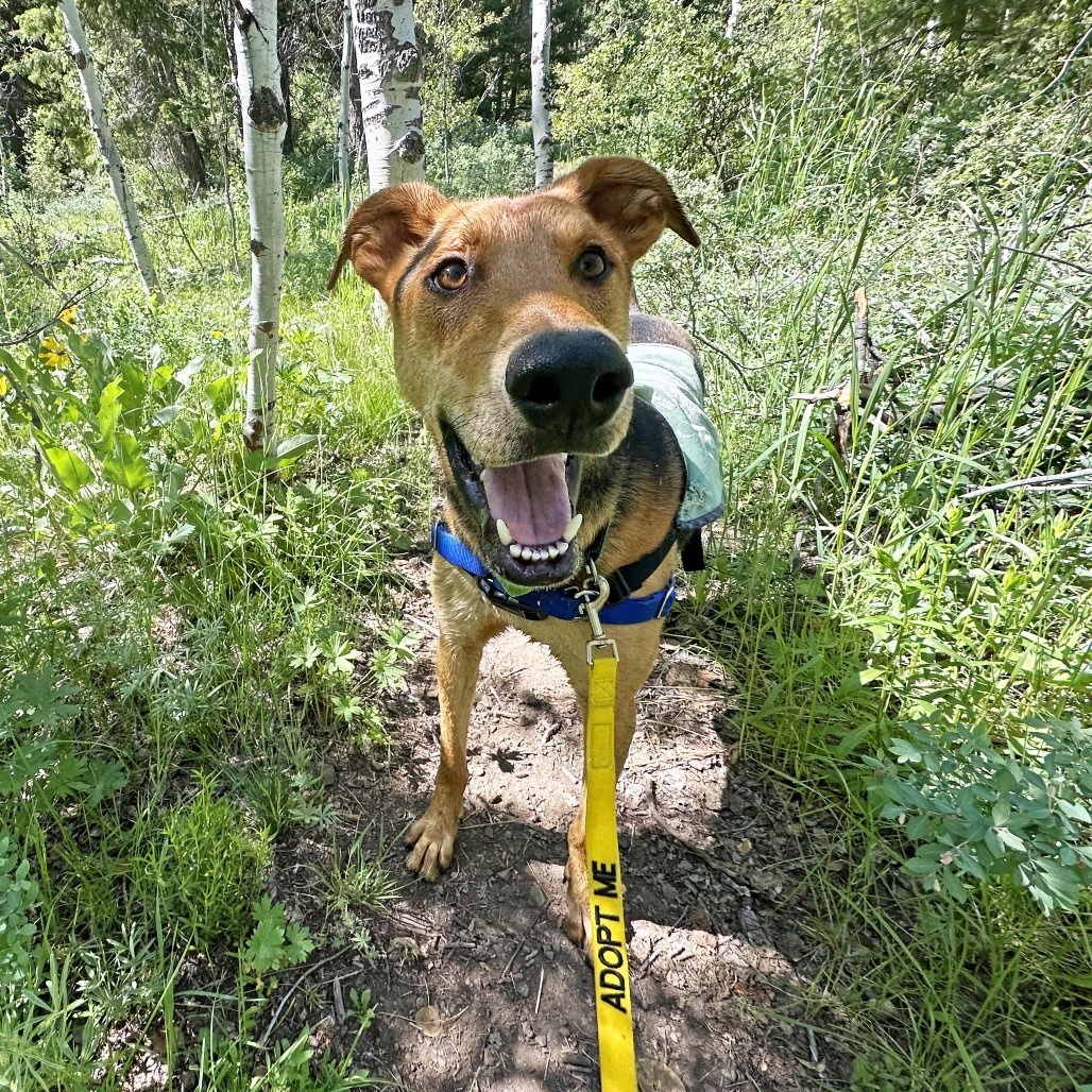 Loki, an adoptable Mixed Breed in Hailey, ID, 83333 | Photo Image 4