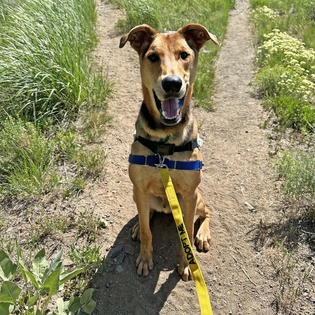 Loki, an adoptable Mixed Breed in Hailey, ID, 83333 | Photo Image 5