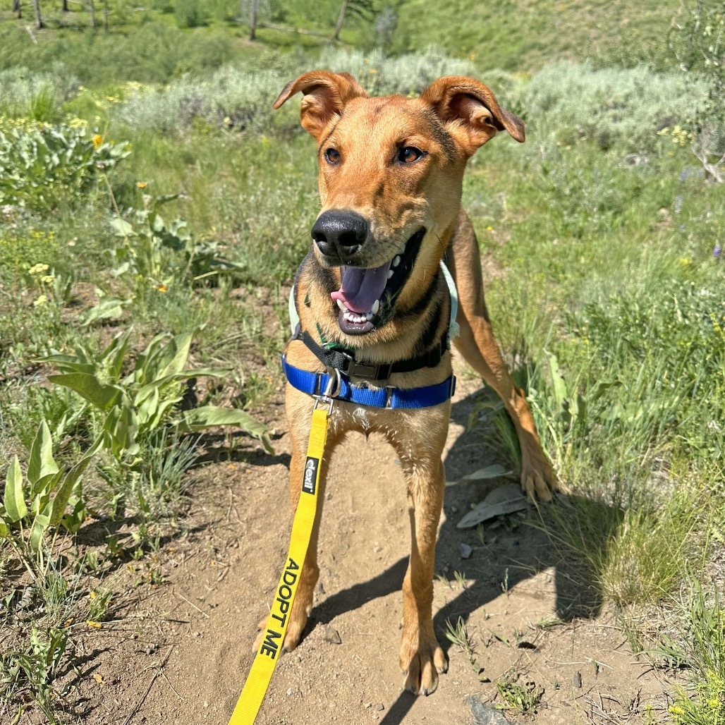 Loki, an adoptable Mixed Breed in Hailey, ID, 83333 | Photo Image 6