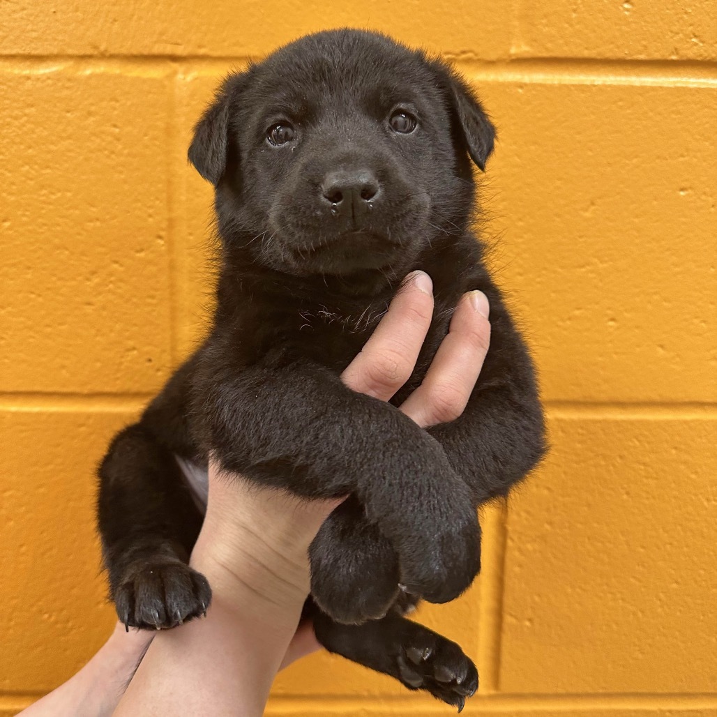 Pope Leo, an adoptable Mixed Breed in Hailey, ID, 83333 | Photo Image 1
