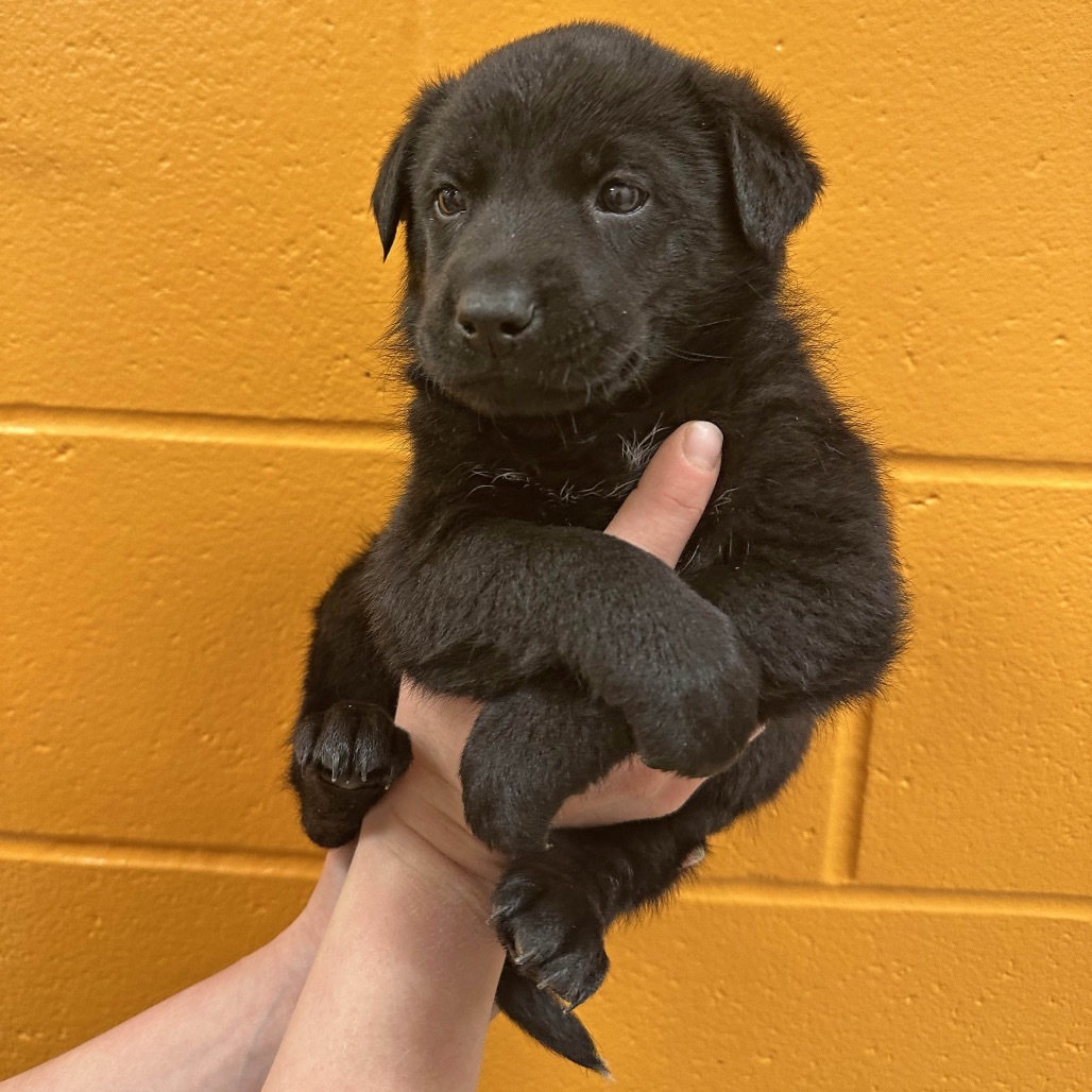 Pope Leo, an adoptable Mixed Breed in Hailey, ID, 83333 | Photo Image 2