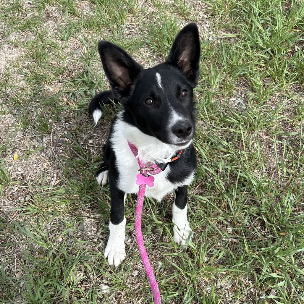 Chase, an adoptable Mixed Breed in Hailey, ID, 83333 | Photo Image 1