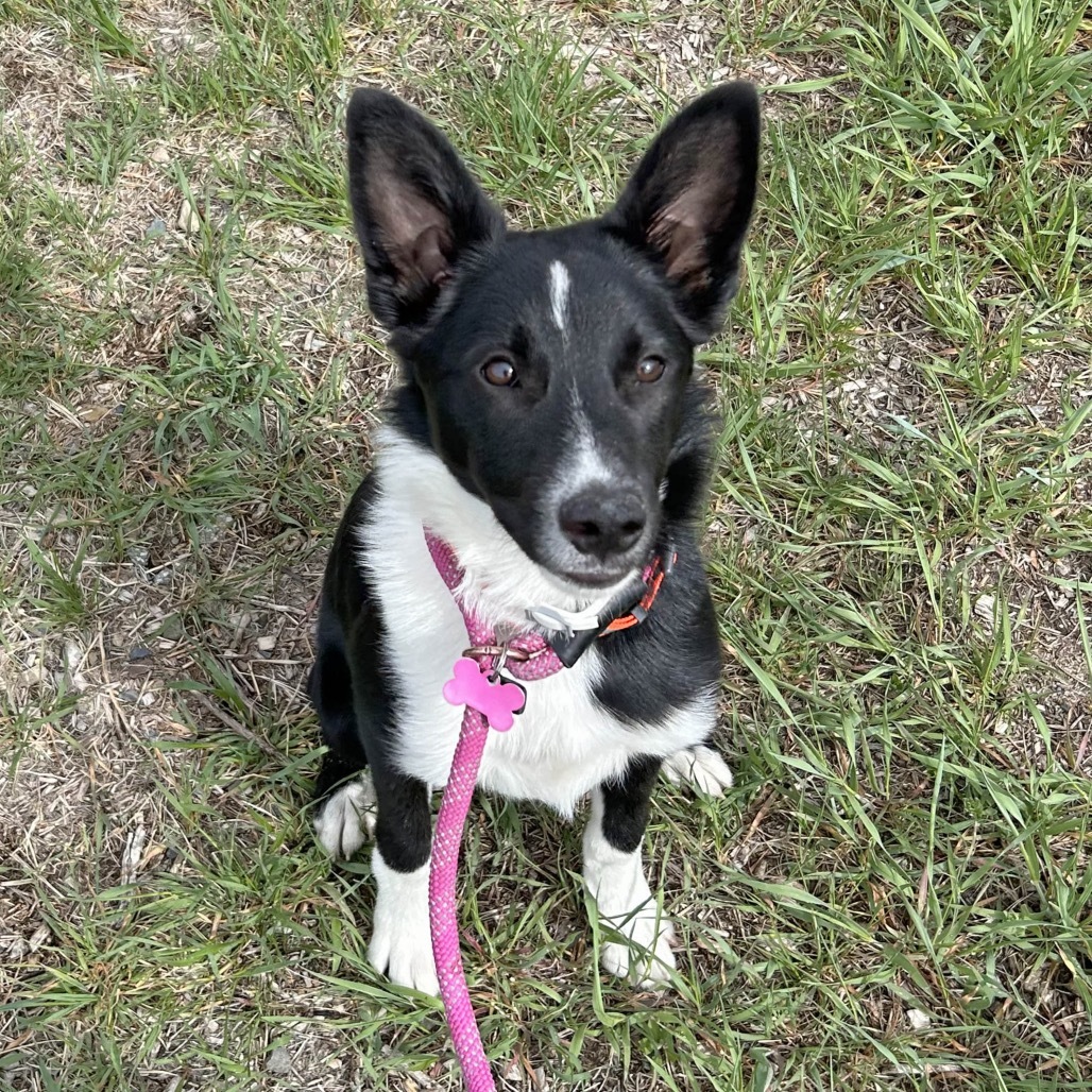 Chase, an adoptable Mixed Breed in Hailey, ID, 83333 | Photo Image 2