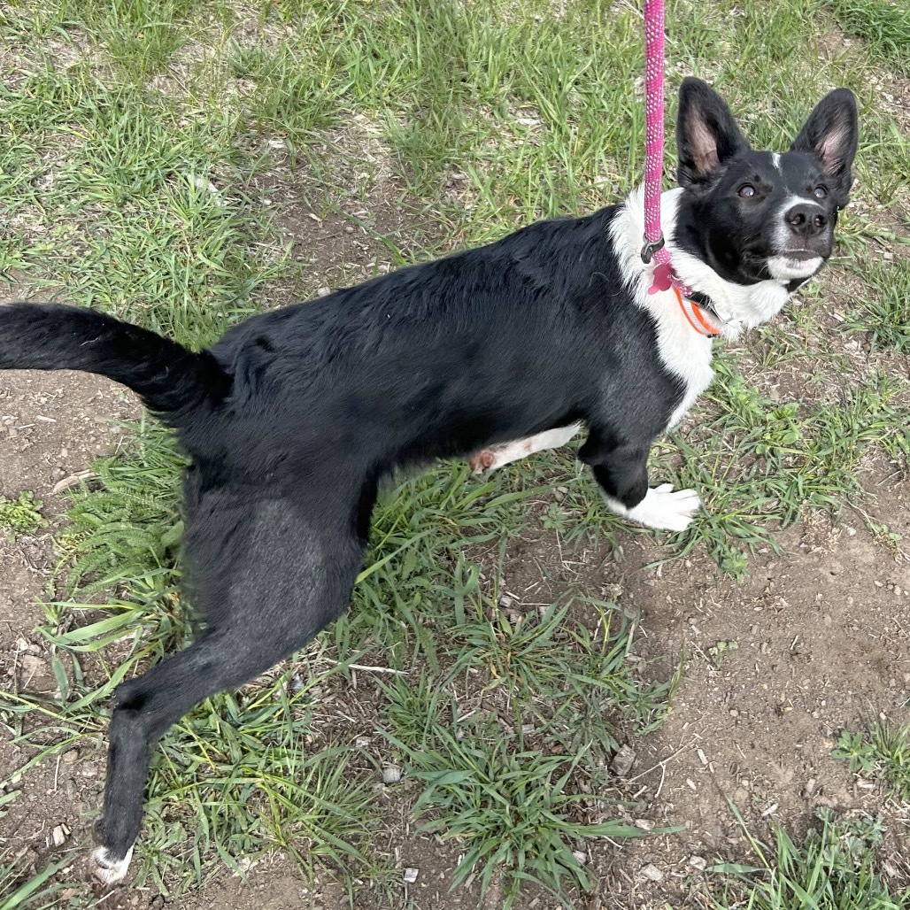 Chase, an adoptable Mixed Breed in Hailey, ID, 83333 | Photo Image 3