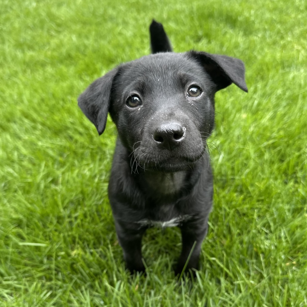 Cardinal Luisa, an adoptable Mixed Breed in Hailey, ID, 83333 | Photo Image 1
