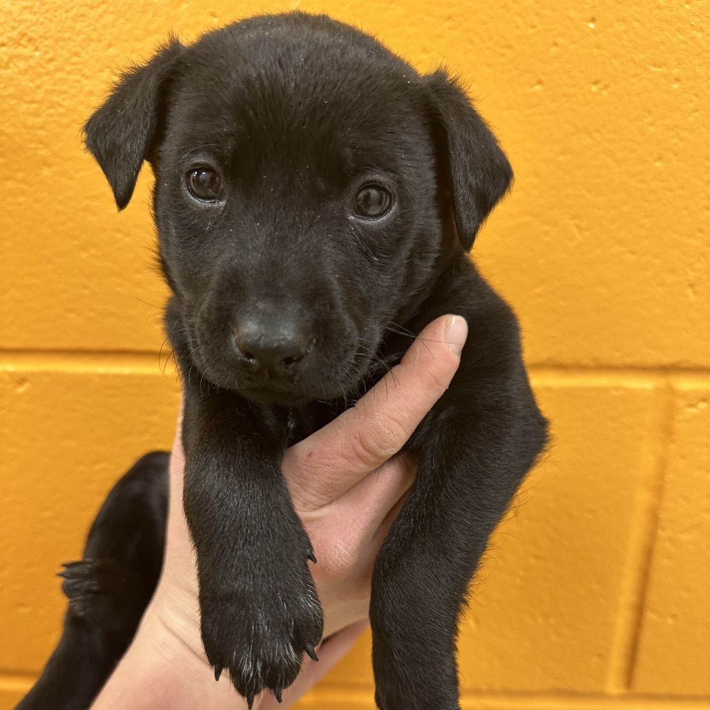 Cardinal Luisa, an adoptable Mixed Breed in Hailey, ID, 83333 | Photo Image 2