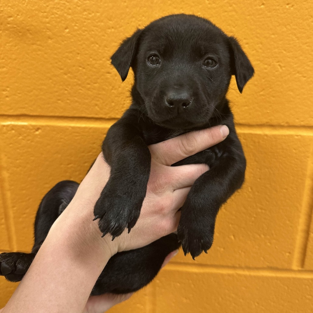 Cardinal Luisa, an adoptable Mixed Breed in Hailey, ID, 83333 | Photo Image 3