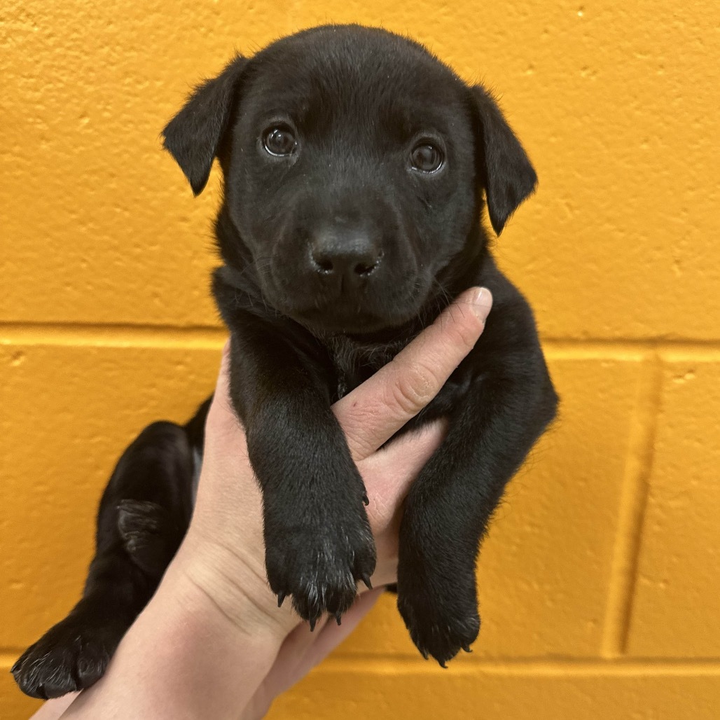 Cardinal Luisa, an adoptable Mixed Breed in Hailey, ID, 83333 | Photo Image 4