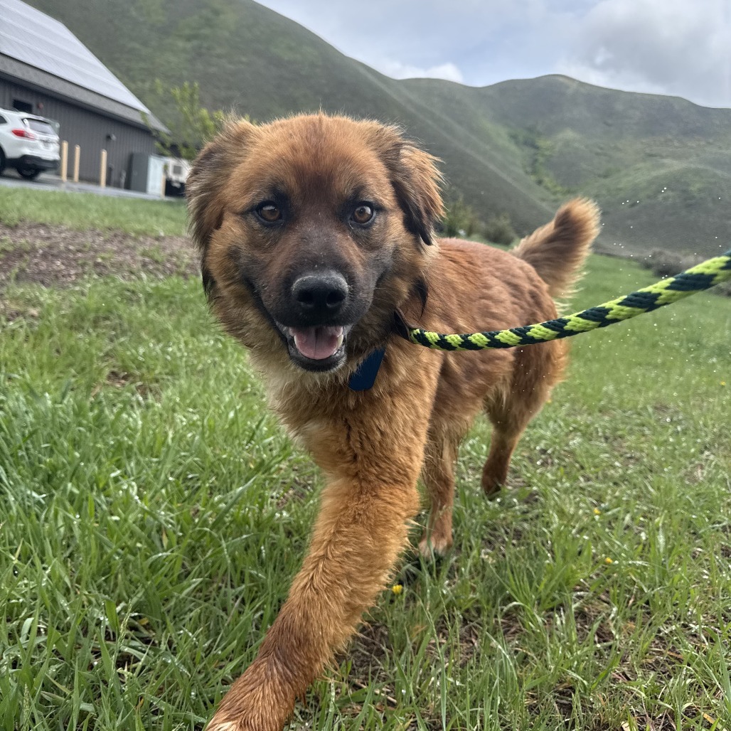 Dune, an adoptable Mixed Breed in Hailey, ID, 83333 | Photo Image 1