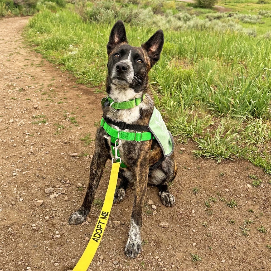 Drake, an adoptable Mixed Breed in Hailey, ID, 83333 | Photo Image 1