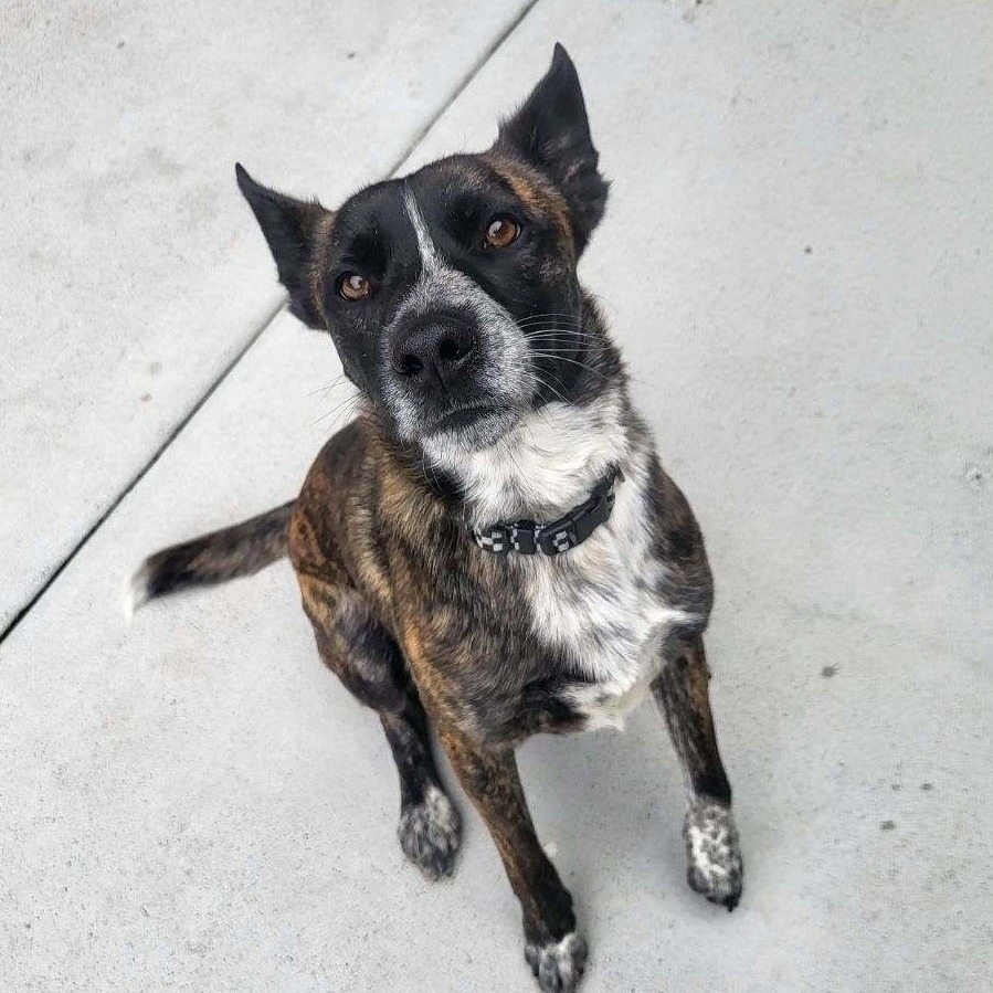 Drake, an adoptable Mixed Breed in Hailey, ID, 83333 | Photo Image 2