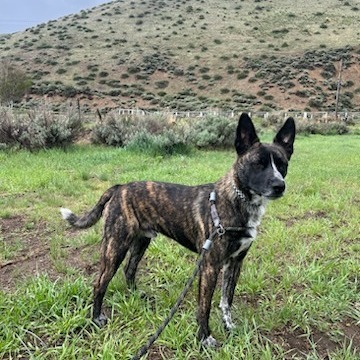 Drake, an adoptable Mixed Breed in Hailey, ID, 83333 | Photo Image 3