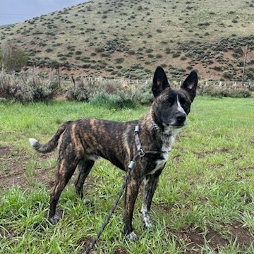 Drake, an adoptable Mixed Breed in Hailey, ID, 83333 | Photo Image 4