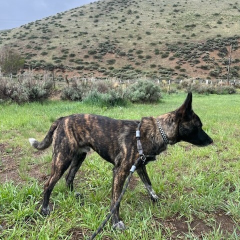 Drake, an adoptable Mixed Breed in Hailey, ID, 83333 | Photo Image 5