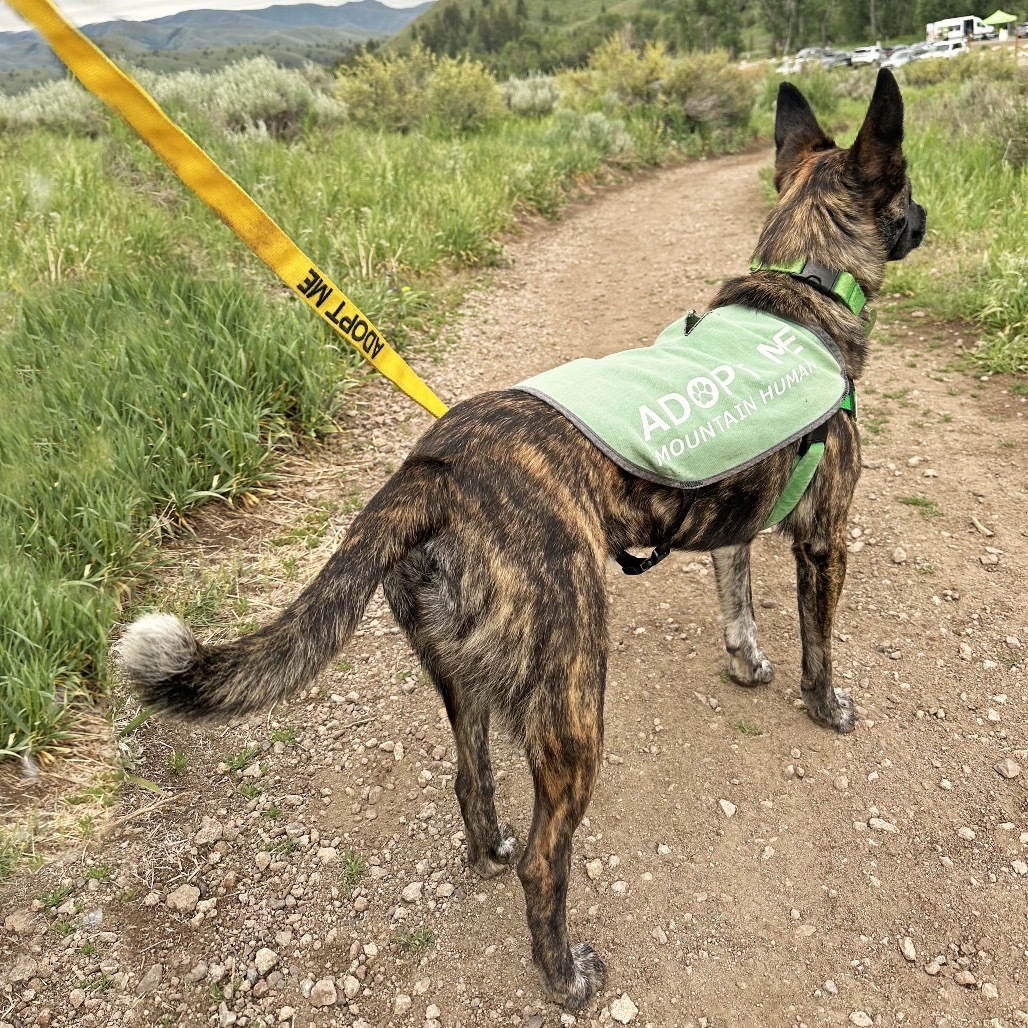Drake, an adoptable Mixed Breed in Hailey, ID, 83333 | Photo Image 6