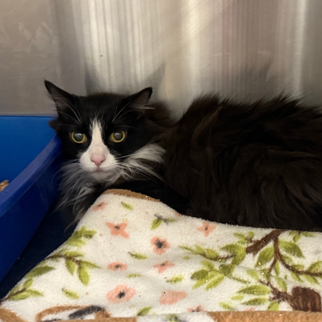 Snooki, an adoptable Domestic Short Hair in Cody, WY, 82414 | Photo Image 1