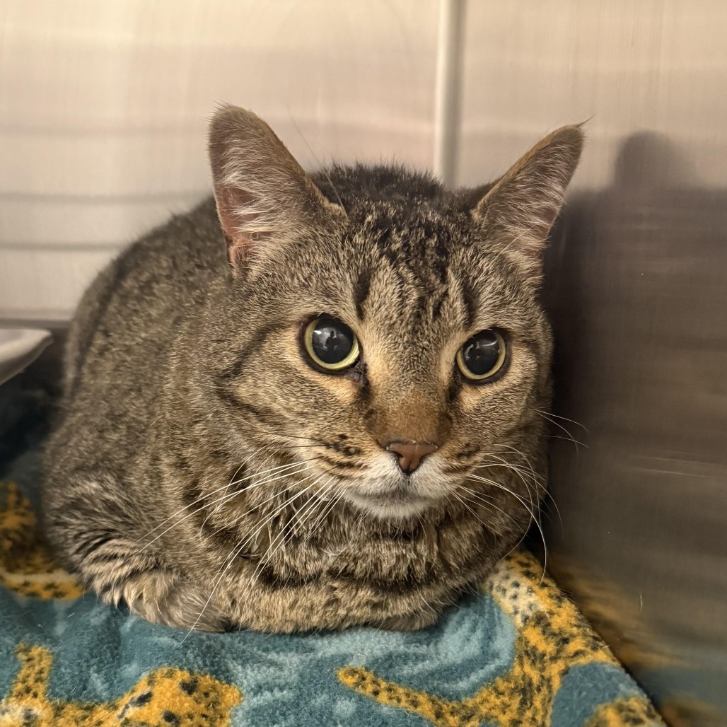 Junior*, an adoptable Domestic Short Hair in Cody, WY, 82414 | Photo Image 1