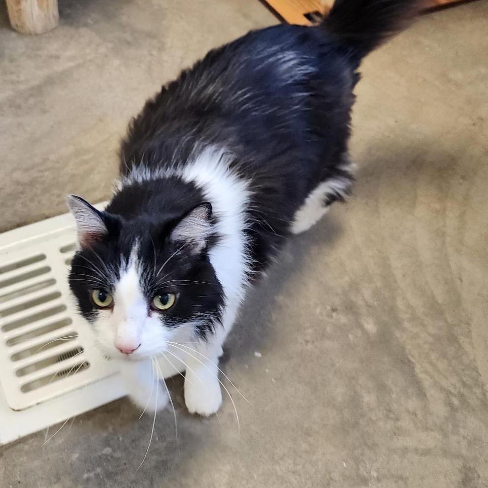 Orion, an adoptable Domestic Long Hair in Cody, WY, 82414 | Photo Image 1