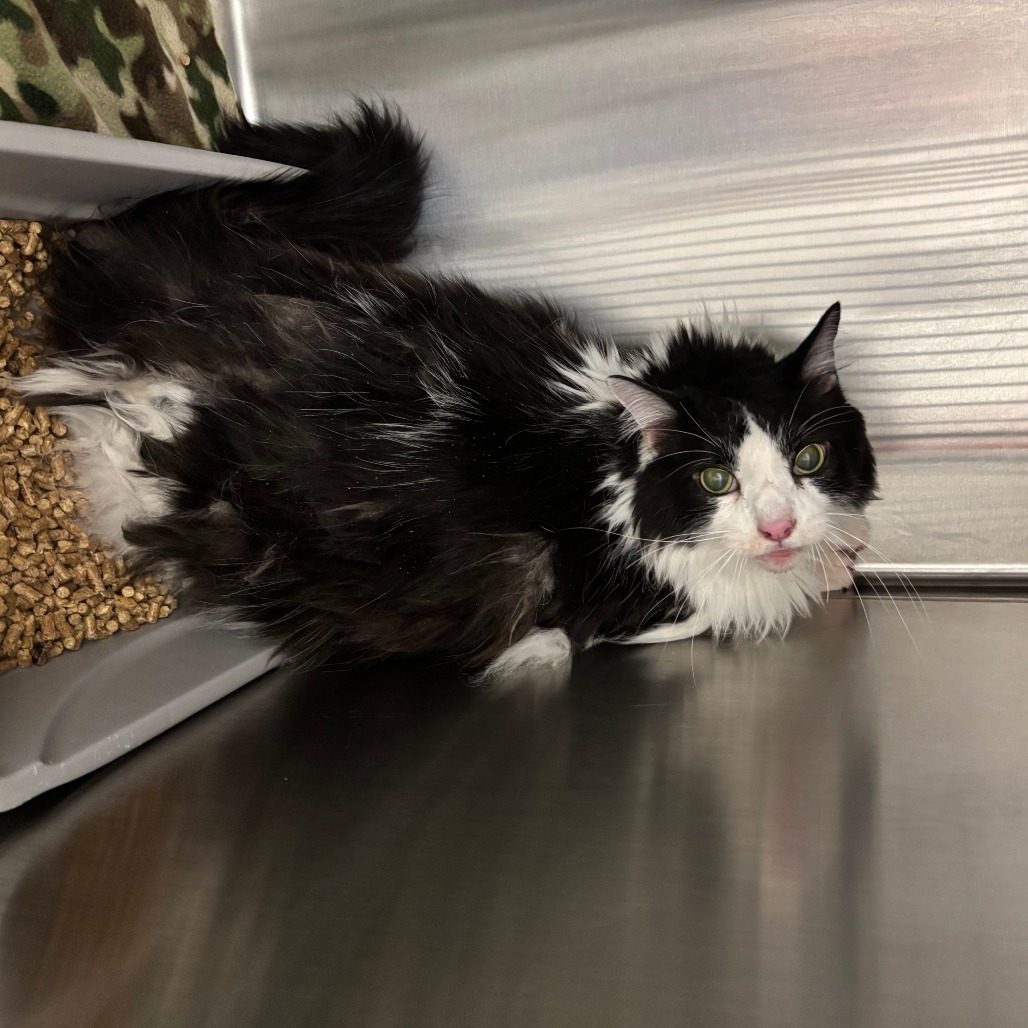Orion, an adoptable Domestic Long Hair in Cody, WY, 82414 | Photo Image 2