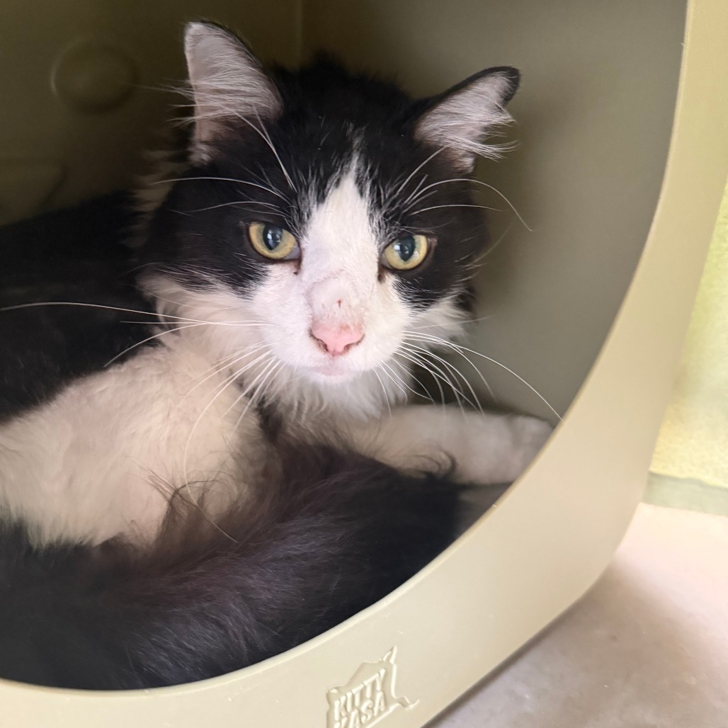 Orion, an adoptable Domestic Long Hair in Cody, WY, 82414 | Photo Image 3