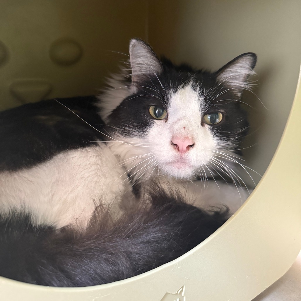Orion, an adoptable Domestic Long Hair in Cody, WY, 82414 | Photo Image 4