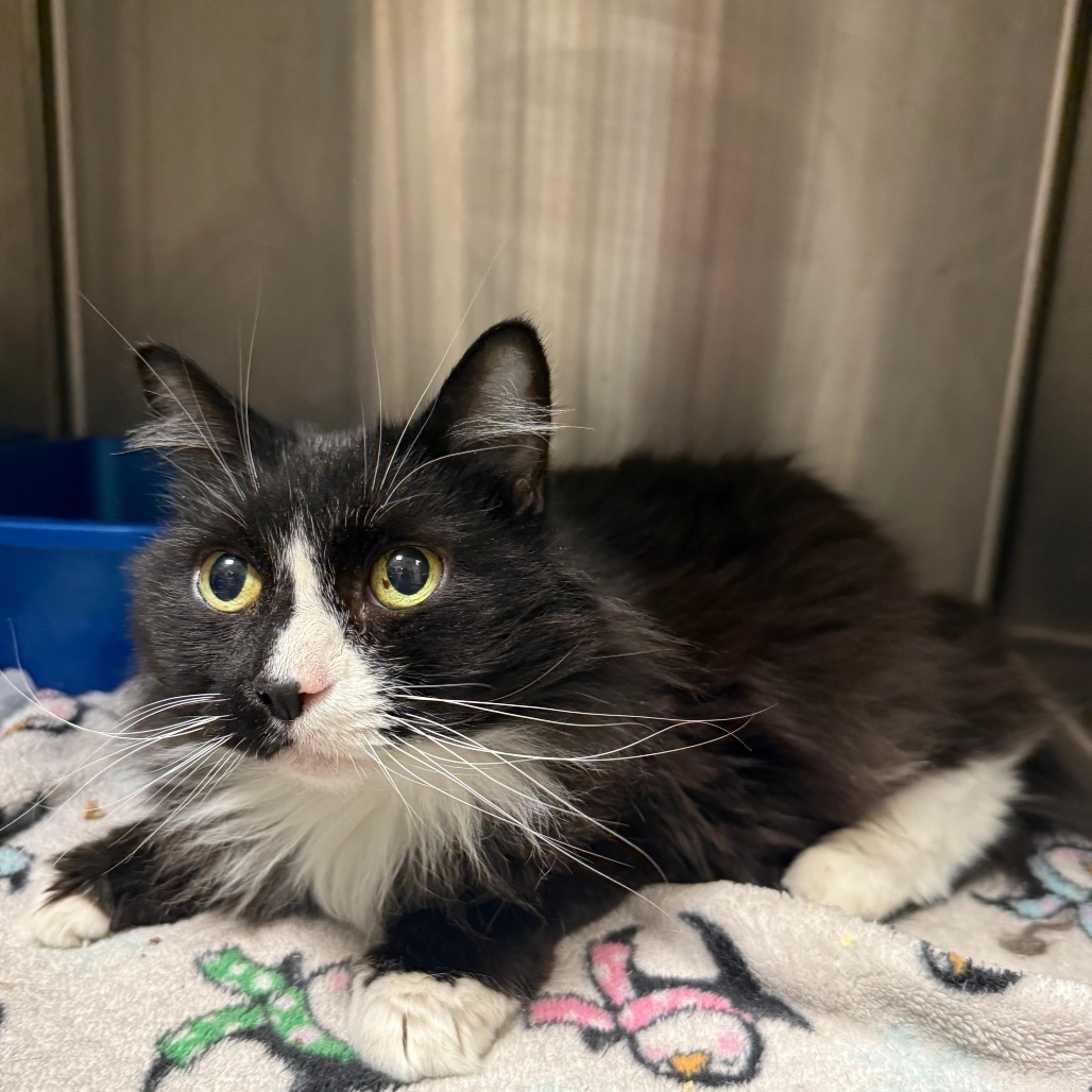 Priscilla, an adoptable Domestic Long Hair in Cody, WY, 82414 | Photo Image 1