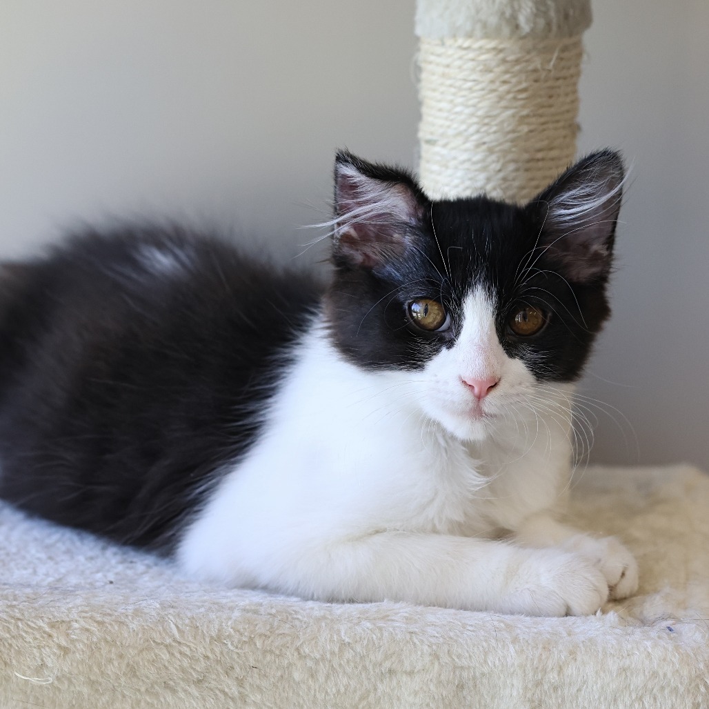 Rowen, an adoptable Domestic Medium Hair in Calgary, AB, T3C 1W4 | Photo Image 1