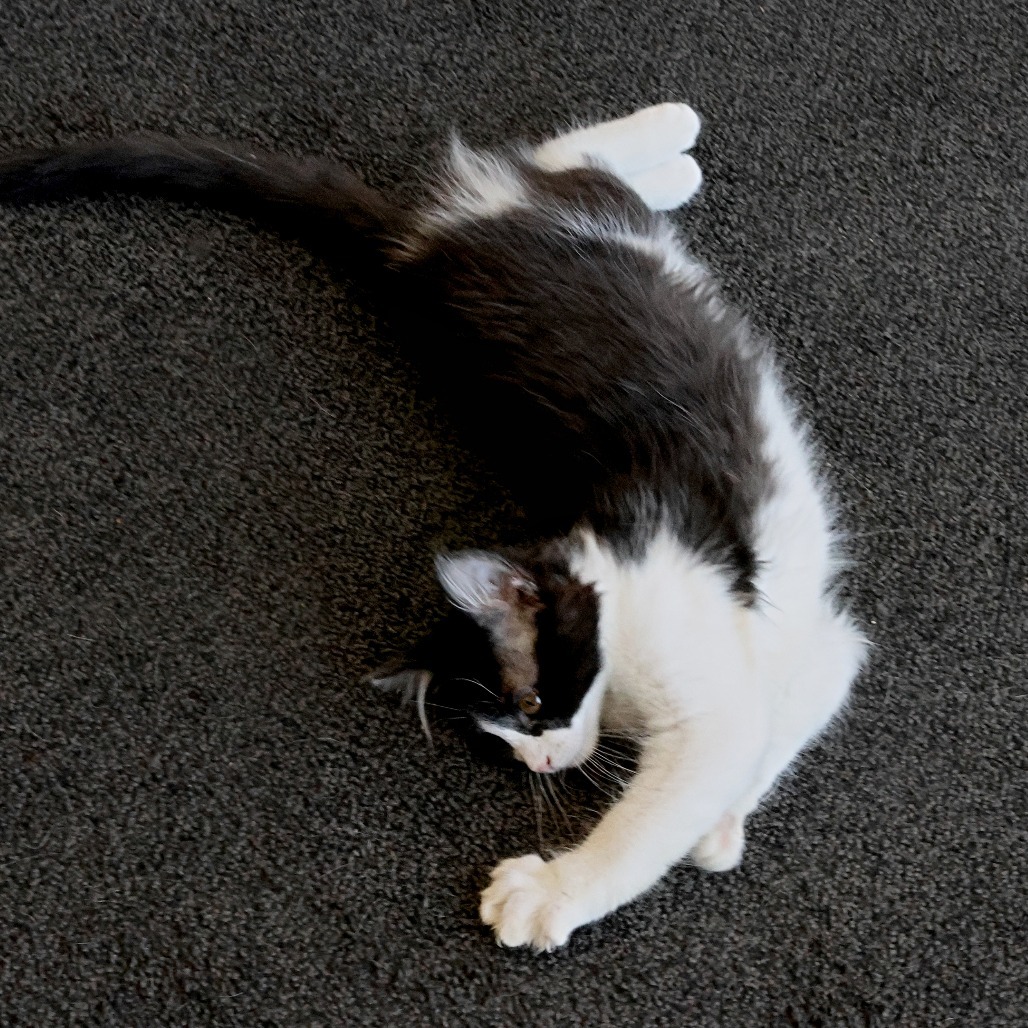 Rowen, an adoptable Domestic Medium Hair in Calgary, AB, T3C 1W4 | Photo Image 2