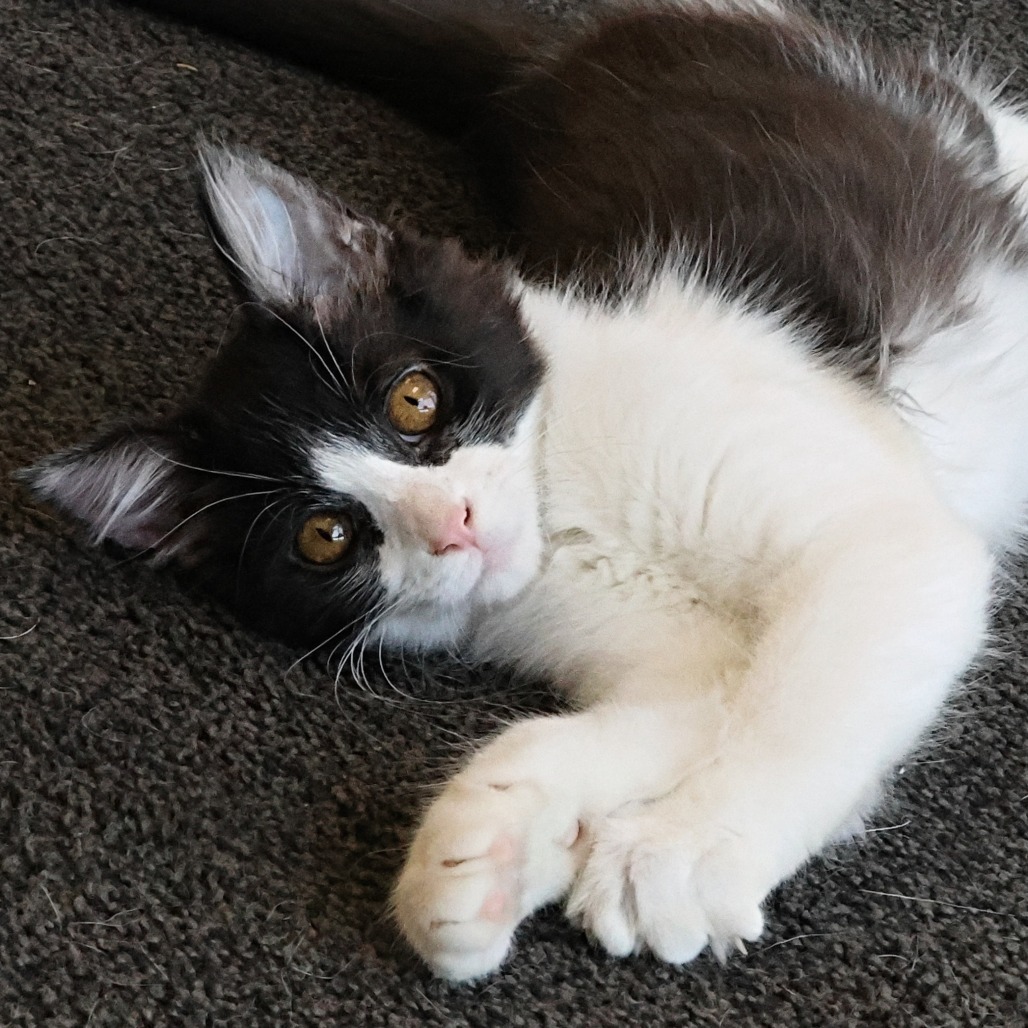 Rowen, an adoptable Domestic Medium Hair in Calgary, AB, T3C 1W4 | Photo Image 3