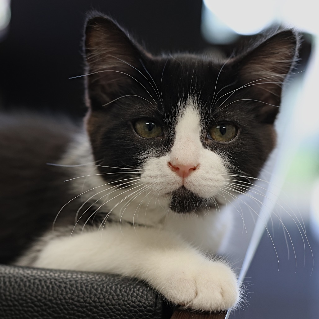Gavin, an adoptable Domestic Short Hair in Calgary, AB, T3C 1W4 | Photo Image 1