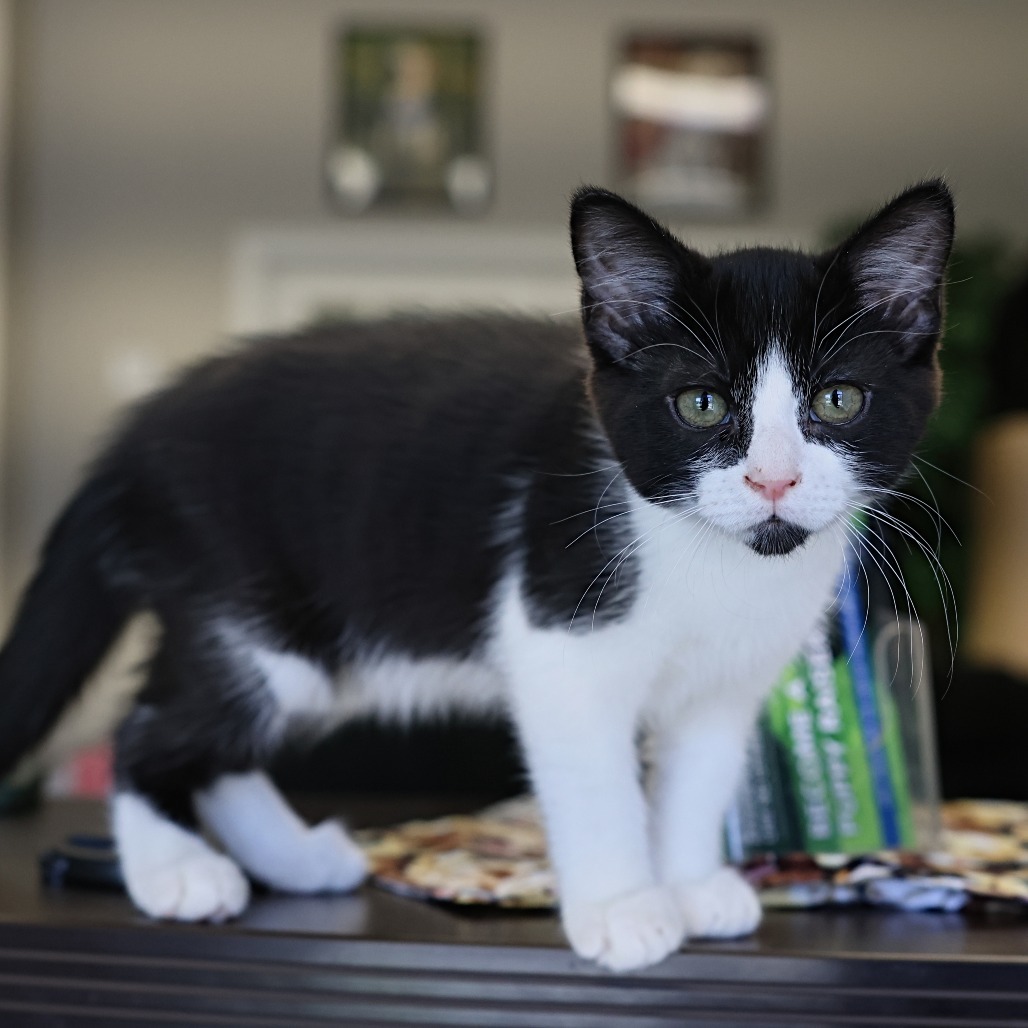 Gavin, an adoptable Domestic Short Hair in Calgary, AB, T3C 1W4 | Photo Image 2