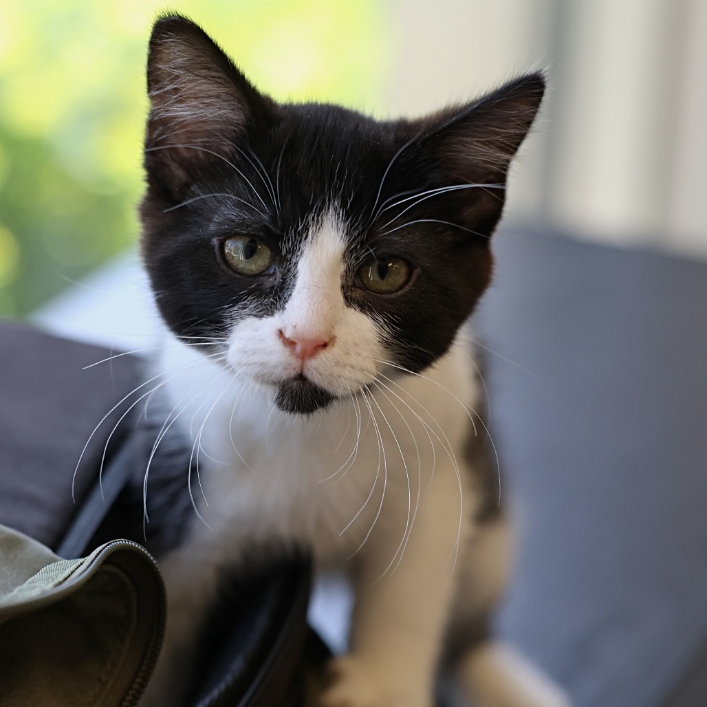 Gavin, an adoptable Domestic Short Hair in Calgary, AB, T3C 1W4 | Photo Image 3