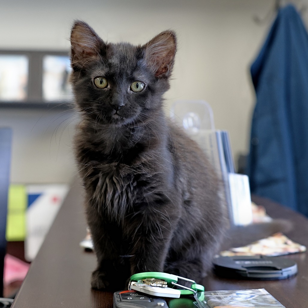 Pepper, an adoptable Domestic Long Hair in Calgary, AB, T3C 1W4 | Photo Image 1