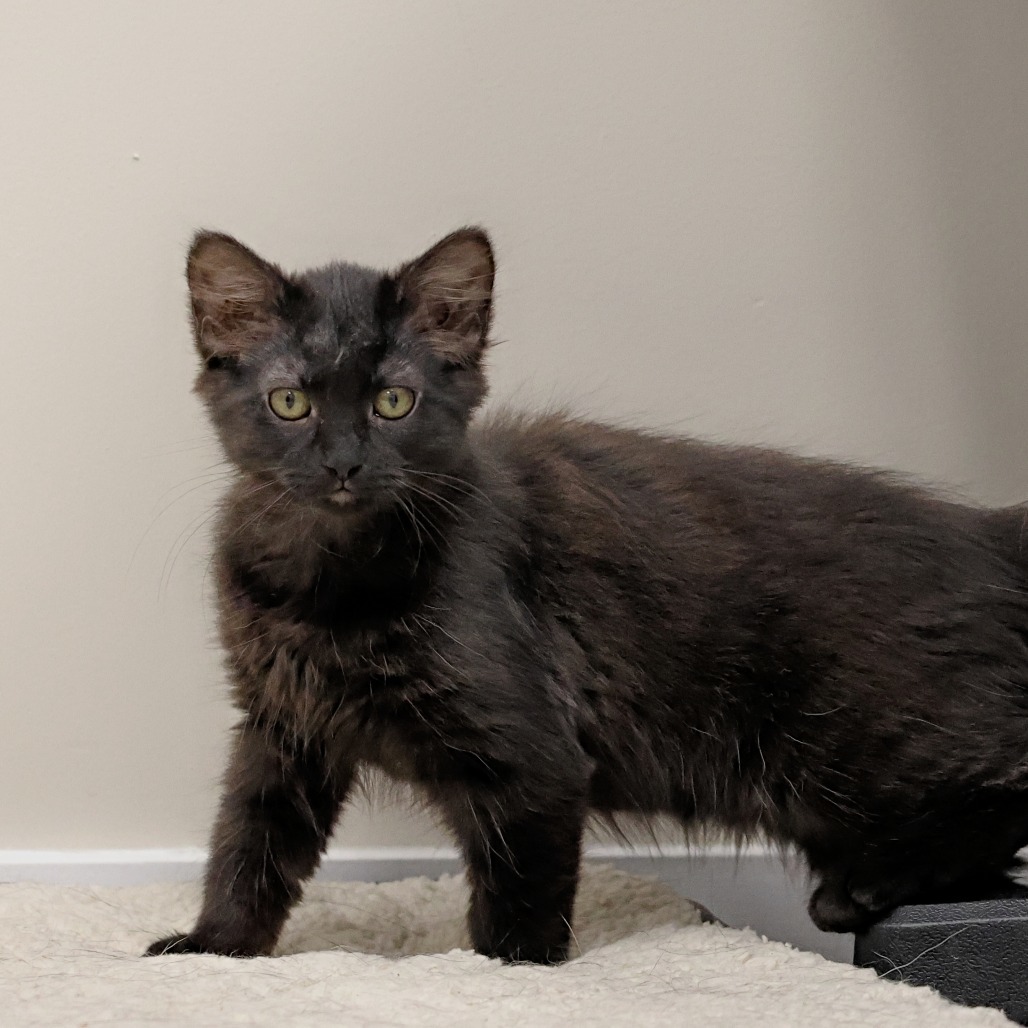 Pepper, an adoptable Domestic Long Hair in Calgary, AB, T3C 1W4 | Photo Image 2