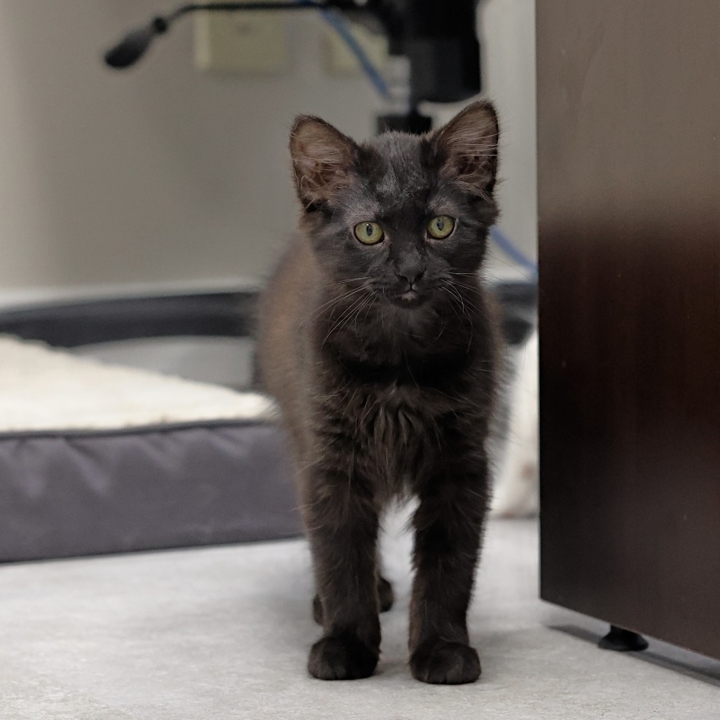 Pepper, an adoptable Domestic Long Hair in Calgary, AB, T3C 1W4 | Photo Image 3