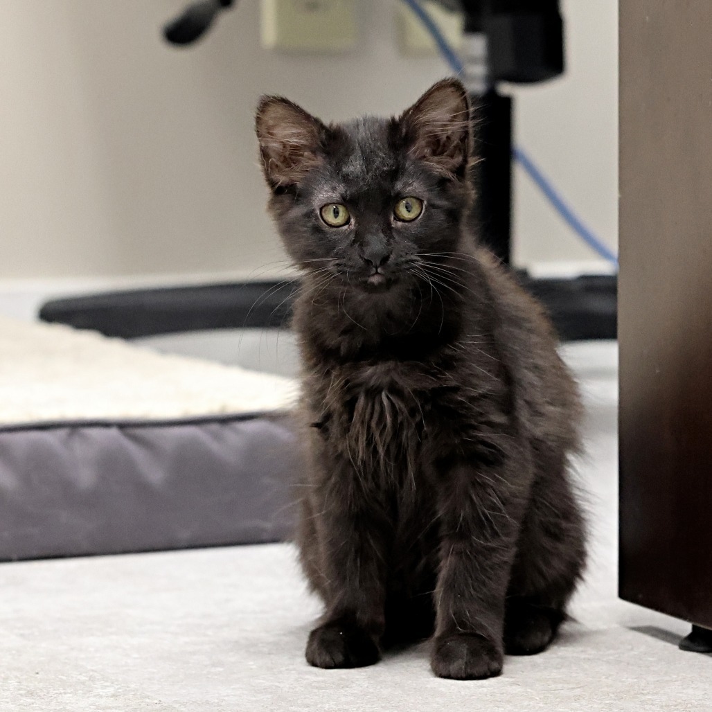 Pepper, an adoptable Domestic Long Hair in Calgary, AB, T3C 1W4 | Photo Image 4