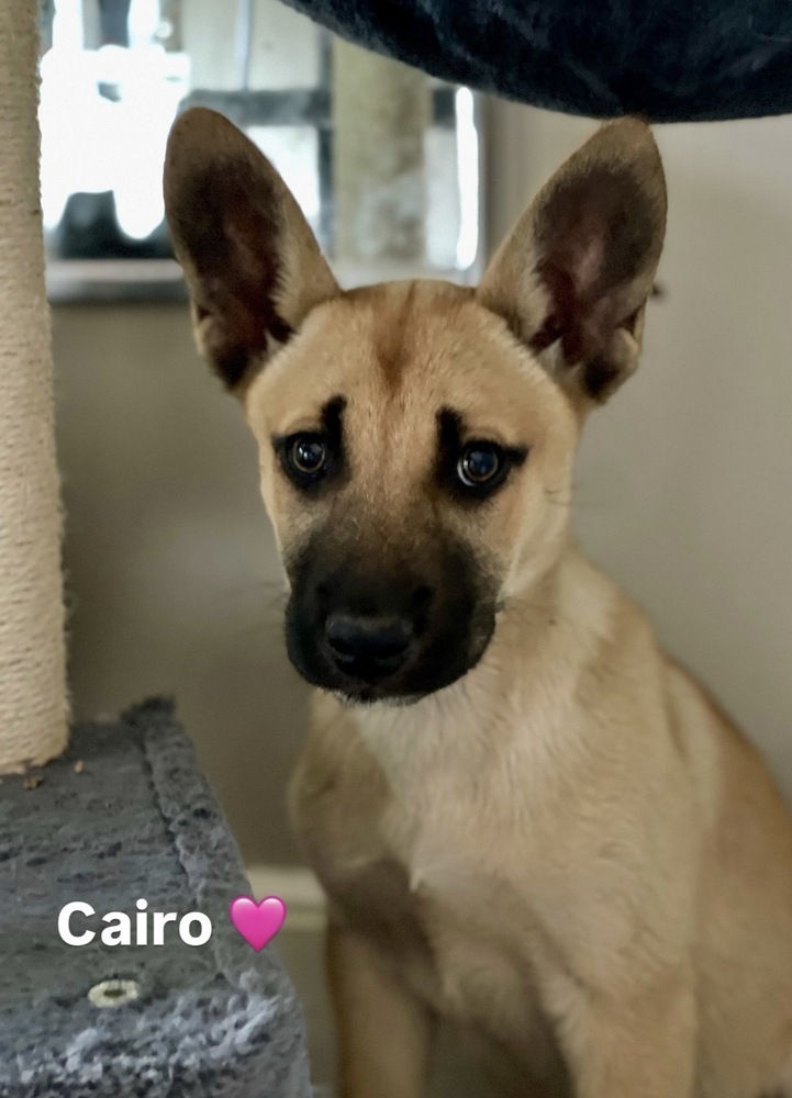 Cairo (Gum Drop Litter)