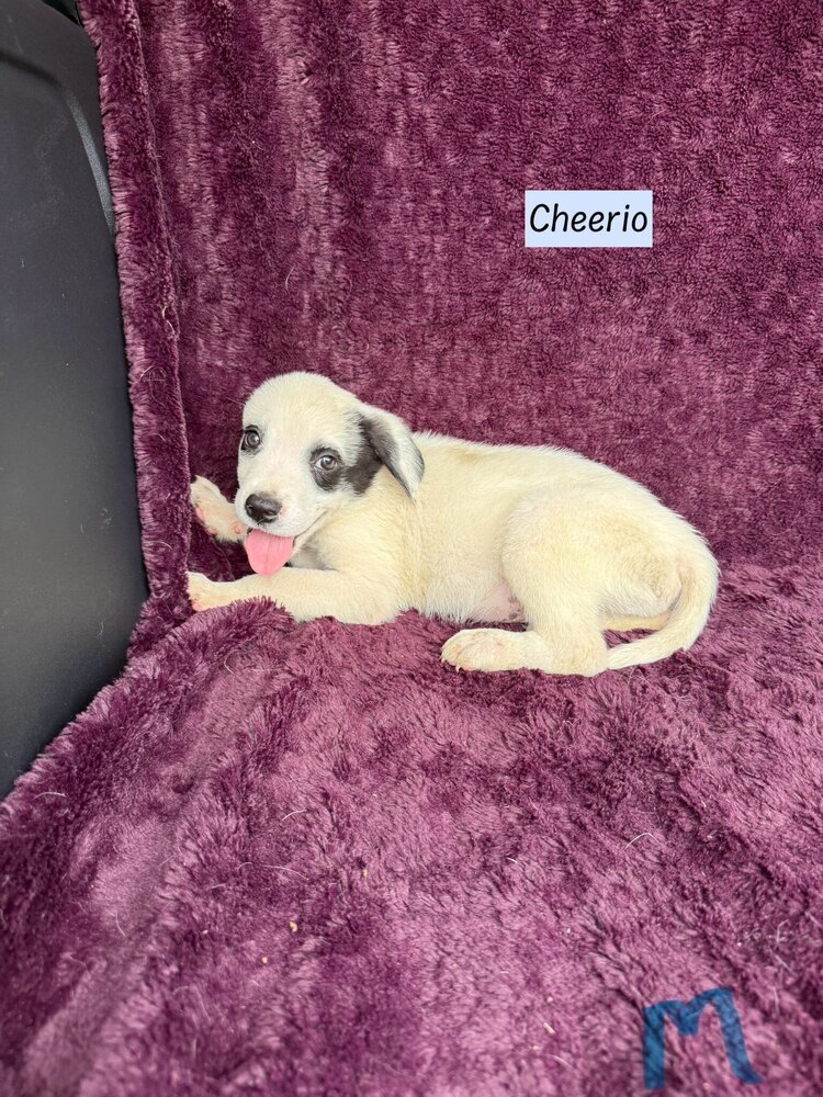 Cheerio (Cereal Litter)