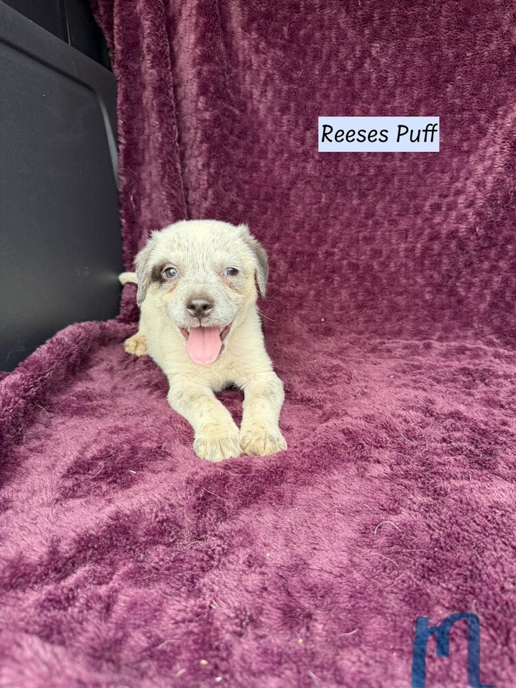 Reeses Puff (Cereal Litter)