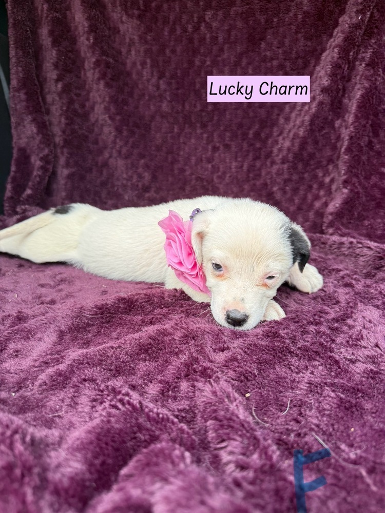 Lucky Charm (Cereal Litter)