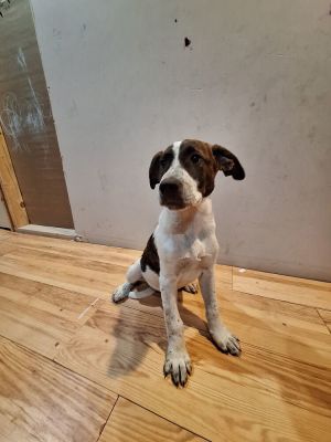 Apple Jacks (Cereal Litter), Baby Male Australian Cattle Dog / Blue Heeler