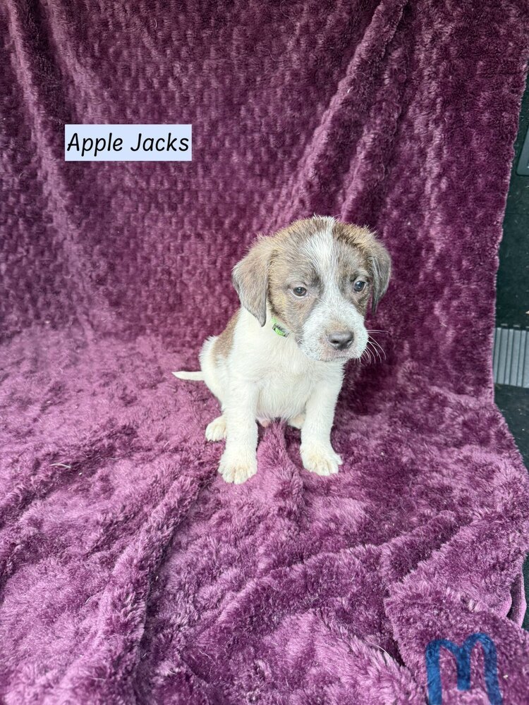Apple Jacks (Cereal Litter)