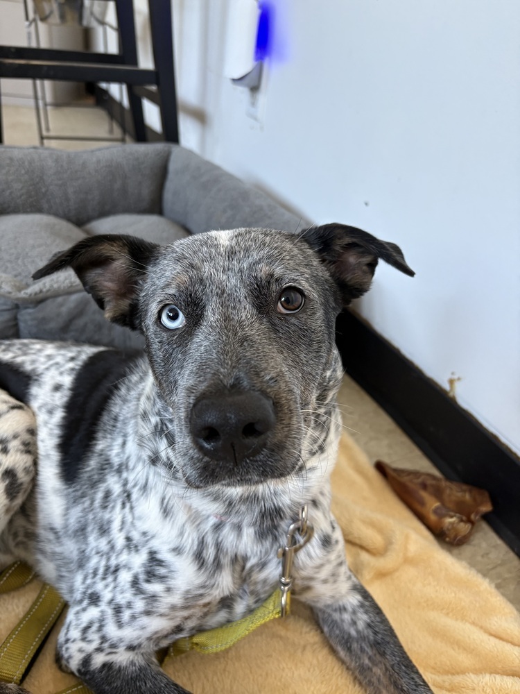 Honeycomb (Cereal Litter)