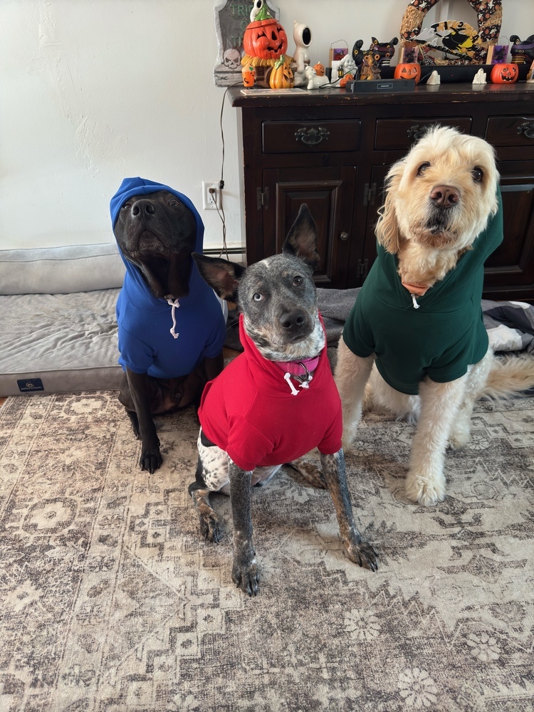 Honeycomb (Cereal Litter)