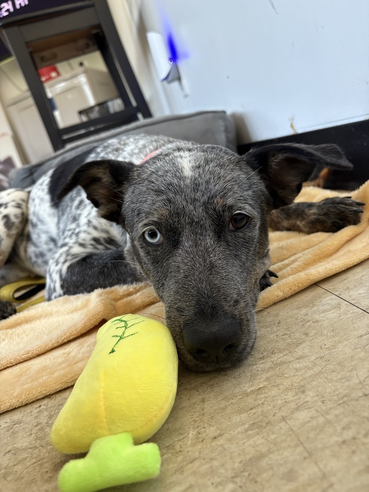 Honeycomb (Cereal Litter)